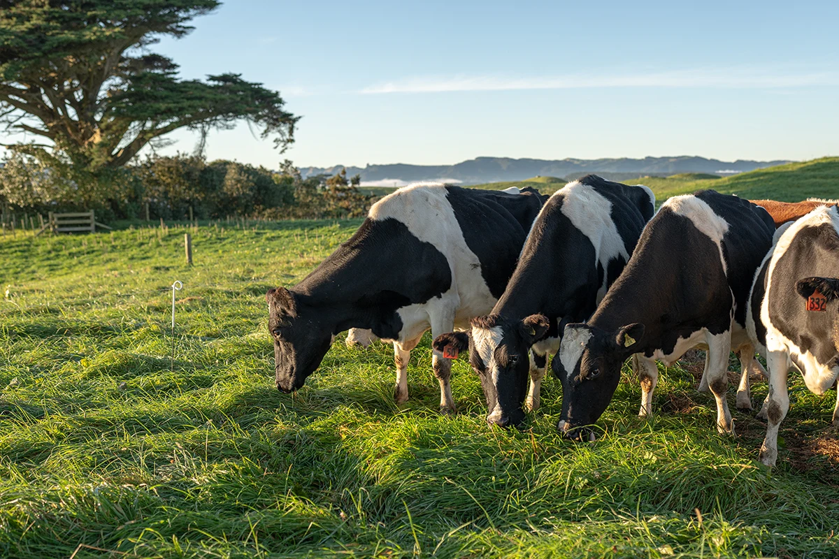 Cows grazing in a field Black and white cows grazing in a field