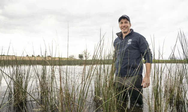 Wetlands doing double duty