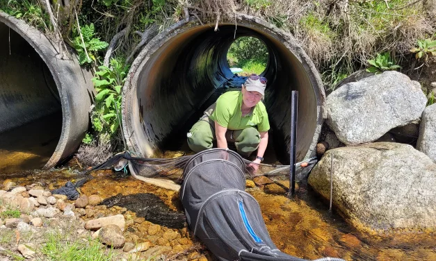Rites of fish passage