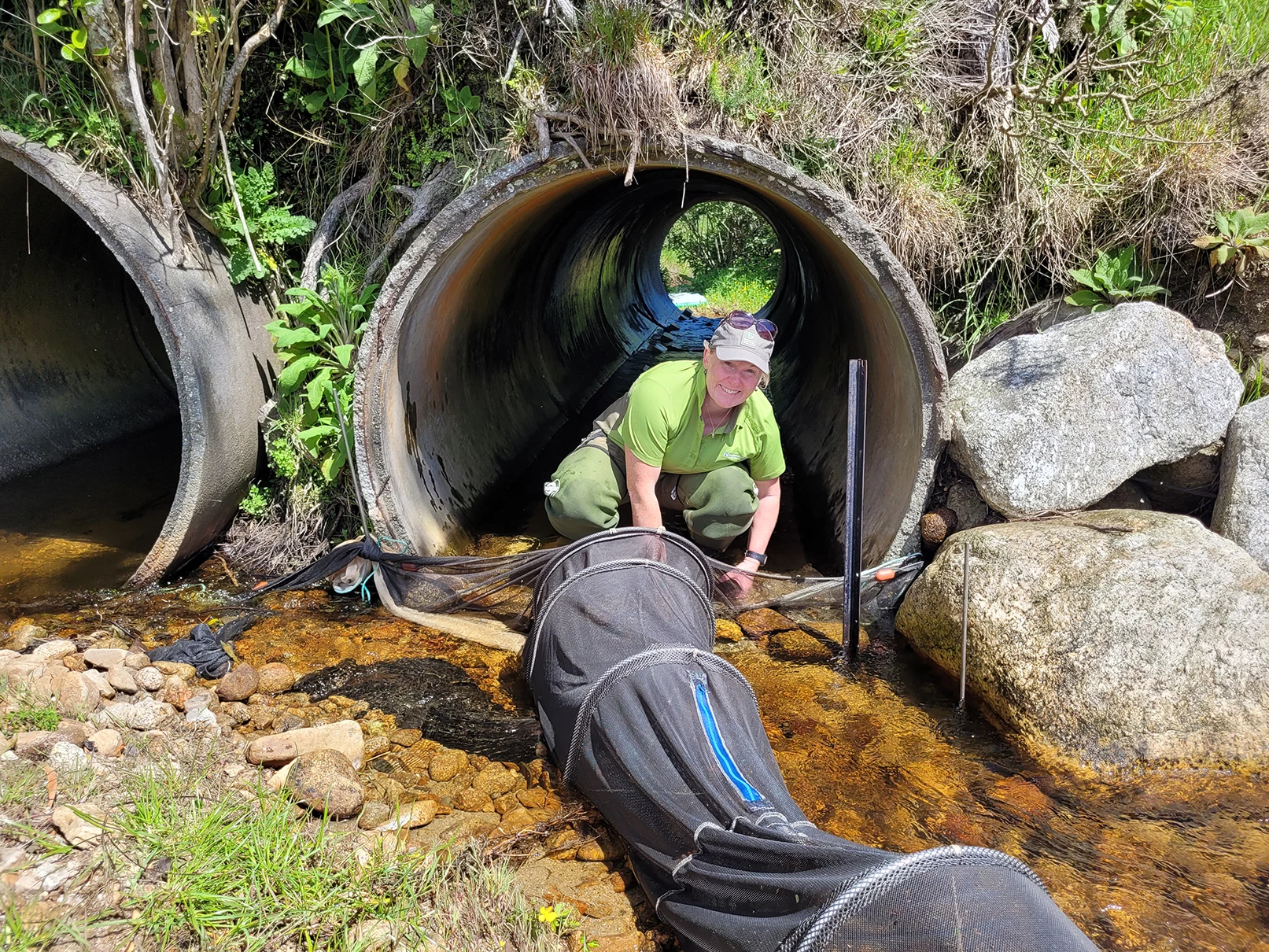 Sjaan Bowie with net above culvert Photo Nixie Boddy, DOC