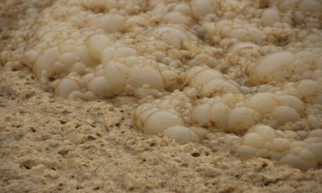 Wastewater treatment with ‘microbial dark matter’ 