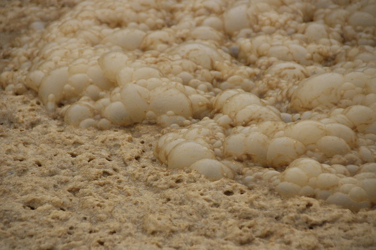 Water Bacteria_iStock-1282349285