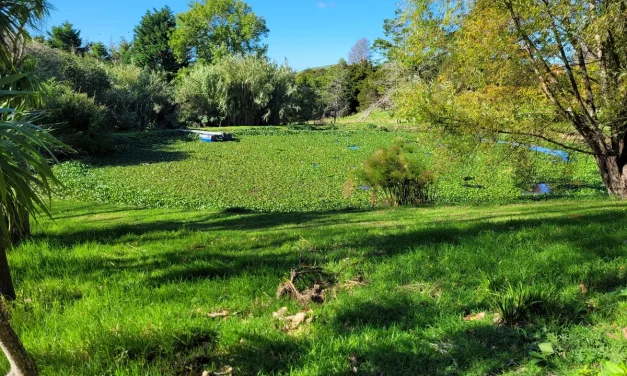 Weeds in our waterways