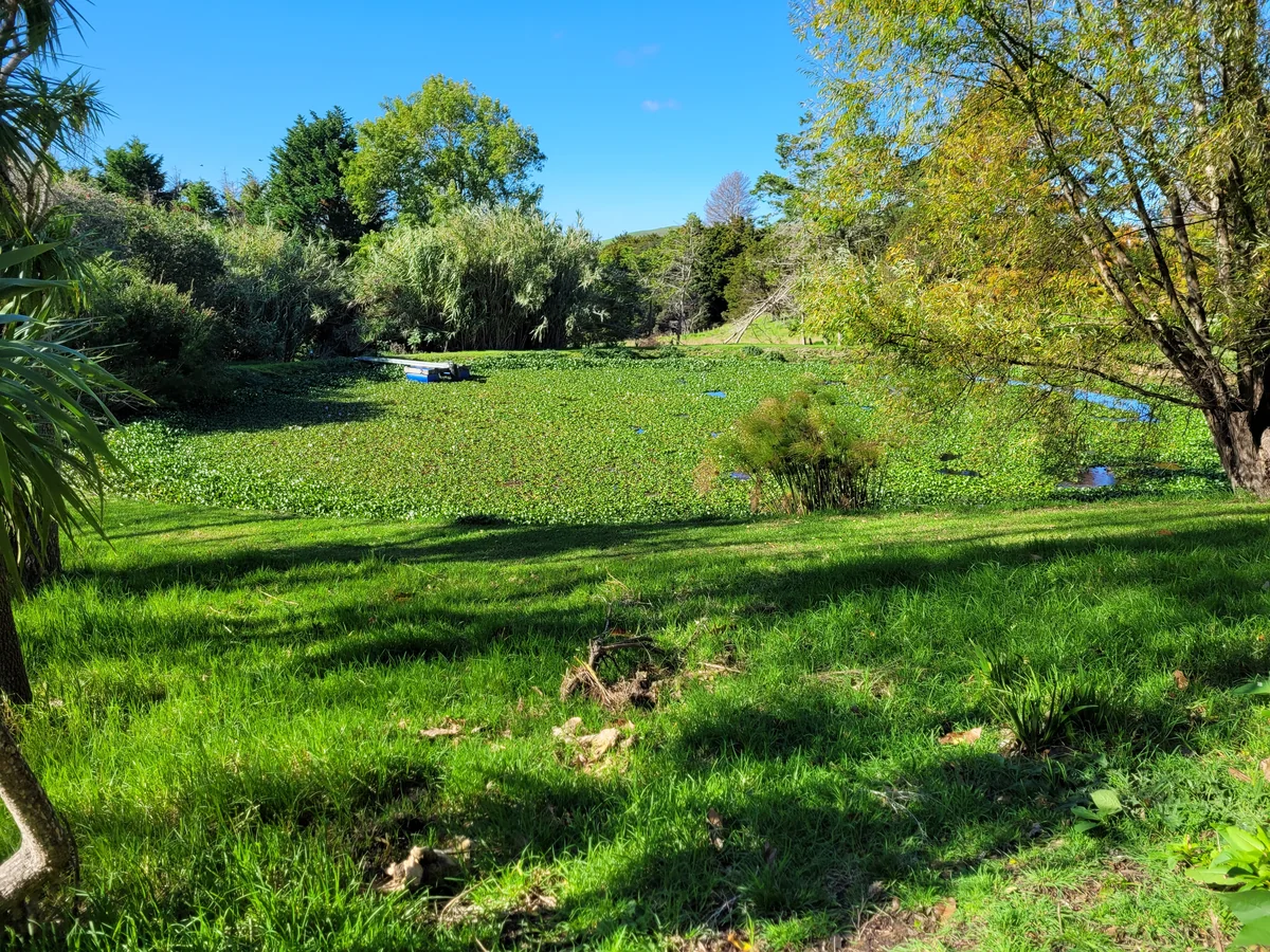 A pond in Northland with a water hyacinth infestation