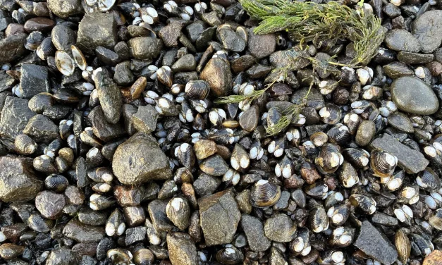 Three years of clams: what we’ve learnt so far