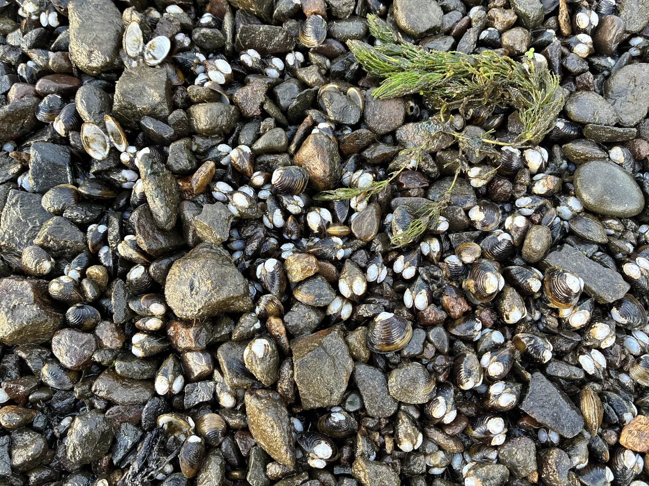 figure-7-spot-clams-invasive-freshwater-clams-blend-into